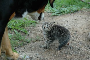 当遇见喵克斯更新后，只留下了猫的世界：新版本带来猫王登场，萌物横行主宰！