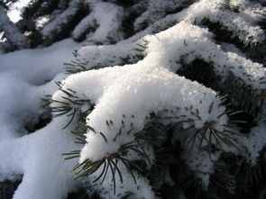 我就是偶像游戏中的角色雪公主是一个深受玩家喜爱的虚构人物。以下是一篇关于雪公主的原创文章，共计1362字，从多个角度进行分析和介绍。