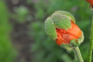 (花田是谁的绰号)花田，农业发展的新视角与挑战