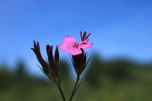 (葬花纯音乐是谁创作的)葬花——一曲哀婉的古典纯音乐，以其深邃的情感和优美的旋律，触动着无数听众的心弦。这首曲子源自中国古典音乐，融合了多种元素，既有传统韵味，又不失现代感。本文将从多个角度对葬花进行深入分析，并提出一些相关问题，以供读者探讨。