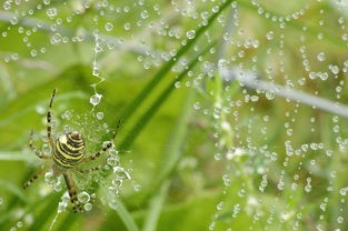 (神奇生物在哪里观后感300字)神奇生物在哪里，探索未知生物世界的奇幻之旅