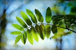 (时间花园怎么玩)时间花园植物图鉴——探索植物世界的奇妙之旅